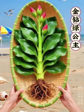 🌿金钻绿公主 | 把森林搬回家的“懒人绿植王”🌿 谁懂啊!金钻绿公主简直是绿植界的 “空间魔法师”,直接把森林的生机硬塞进家里✨ 叶片宽得像小扇子,油亮亮能当镜子照,深绿中还藏着墨色层次,边缘自然卷出弧度,往客厅一摆,瞬间撑起整片空间的气场🌬️ 🌱 懒人狂喜属性: 给点散光就能活,想起来浇浇水,它就 “呼呼” 冒新叶,叶柄粗得像玉柱,稳稳托着层层绿叶,半年就能长成 “小绿塔”,完全不用操心! 🚿 隐藏技能 耐阴又好养,卫生间、阴暗角落都能扎根,还能默默吸附潮气和异味,摆上它,连空气都变得清新温润,简直是 “空气净化器” 本体~ 想轻松拥有一片治愈绿?选金钻绿公主就对了!摆在家里,每天都像在森林里深呼吸🌿 #养花 #绿植推荐 #懒人绿植 #室内装饰 #自然治愈系