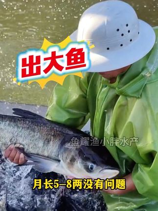 #鱼虾蟹养殖#浓缩速肥宝 快速肥水培藻肥水肥鱼