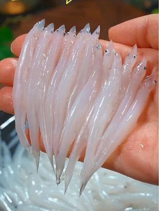 【活动专属】淡水大银鱼湖鲜细嫩无刺无鳞高蛋白低脂肪高营养#强烈推荐 #快来一起尝个鲜 #创作者扶持计划 #大银鱼 #好货分享