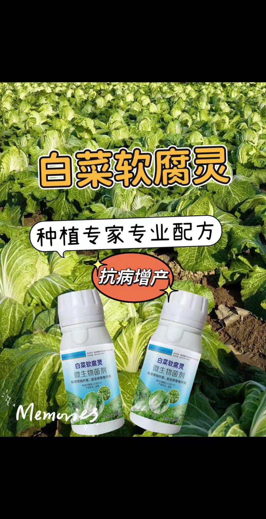 白菜软腐灵。白菜病害专用软腐灵通用防腐防 烂大白菜烂根黄叶腐软腐灵#病虫害防治 #三农种植