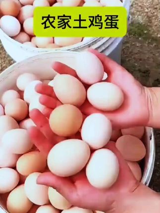 #农家土鸡蛋#现捡的土鸡蛋#营养丰富