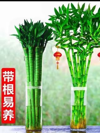 带根文昌竹水养富贵竹转运竹多头龙竹植物客厅盆栽绿植水培花卉#带根富贵竹#富贵竹养护#水培植物#转运弯竹