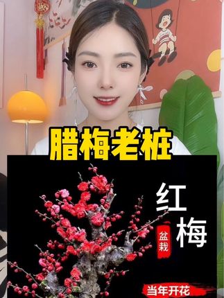 #腊梅老桩 #梅花盆栽 ##爱生活爱养花 #园艺盆栽 #腊梅