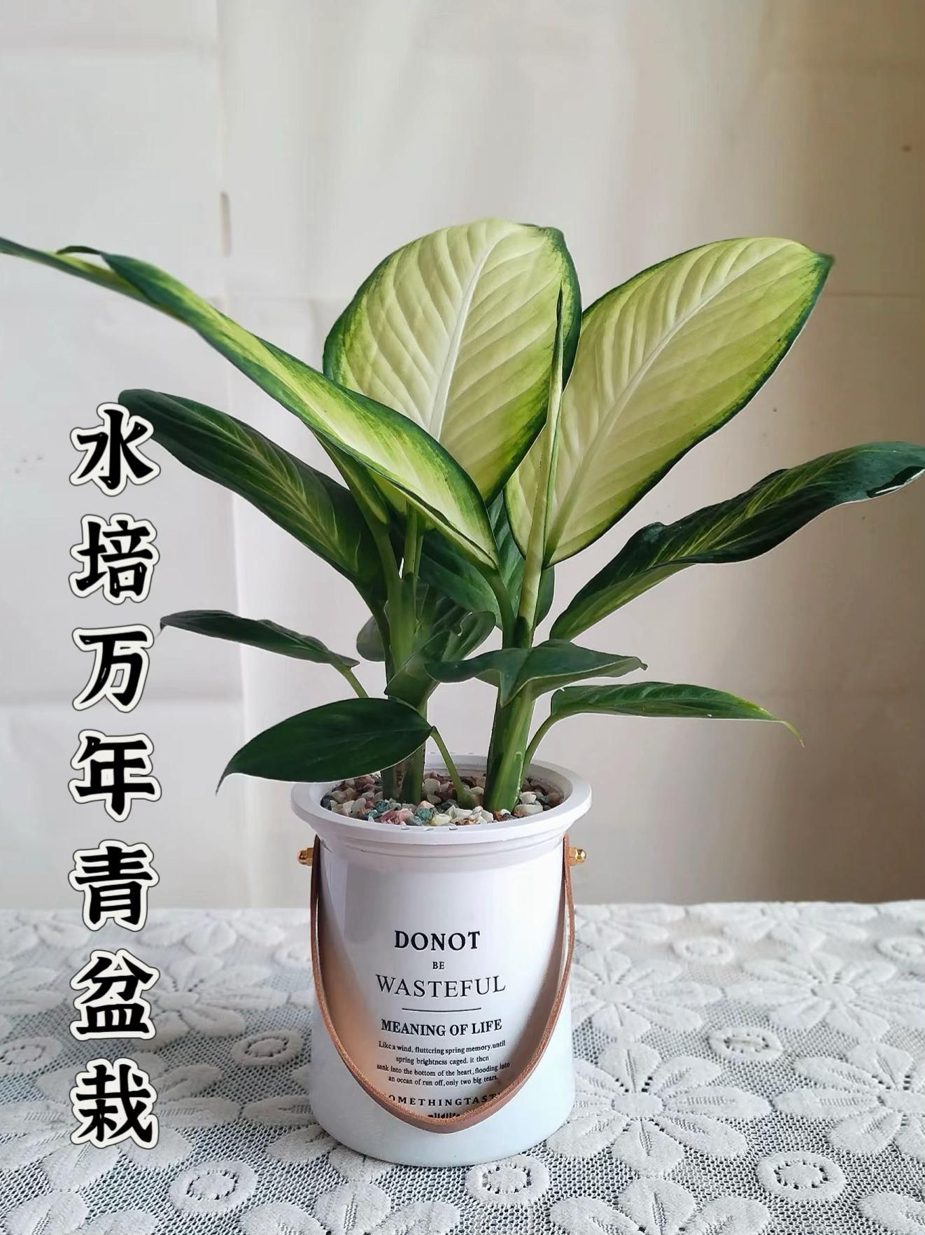 水培万年青。万年青水培杀疯了!懒癌+手残党速进! 最近挖到宝了!万年青水培简直是“植物界公务员”稳定!靠谱!不闹脾气! 养了半年只做了一件事:给它灌自来水!! 真的离谱!! 手残党呼吸机配置: 玻璃瓶+自来水=原地封神(换水?看心情吧)黄叶?不存在的阴天阳台照样绿得发光虫?抱歉它自带社恐属性 桌面氛围组ACE 奶茶杯都能养出ins风懒人开挂技巧: 水浑了再换(偷懒秘籍:瓶里扔颗活性炭)根泡水1/3足够!多了反而烂给你看散射光>晒太阳(拒绝焦边刺客!)自来水养活实测:上周出差忘换水.…#适合室内养的绿植 #室内花草植物盆栽 #家庭养花 #室内绿植盆栽 #室内植物