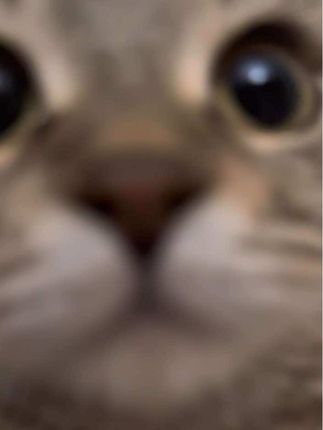 #猫咪