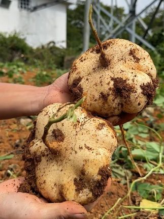 贵州黄沙地种植的地萝卜,脆甜多汁,清甜爽口,今年大丰收,一单也是批发价,还多送一斤先试吃!#地萝卜 #地瓜 #凉薯#土瓜