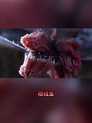 这就是你不给毛孩子做驱虫的后果,在家给毛孩子驱虫,用它就够了#驱虫 #猫咪 #萌宠好物 #宠倍安 #养猫经验分享