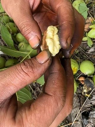又是一年核桃季节,今年的新鲜核桃您吃了吗