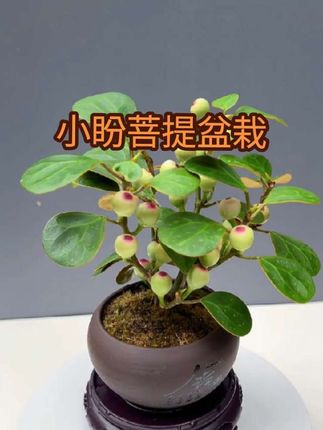 菩提本无树,明镜亦非台,家里摆上一盆小盼菩提,禅意满满#好看的花一定要分享给你 #花卉绿植 #爱生活爱养花 #养花小知识