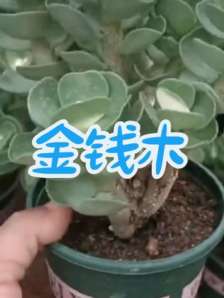 #绿植 #金钱木盆栽 #室内绿植 #净化空气 #绿植盆栽