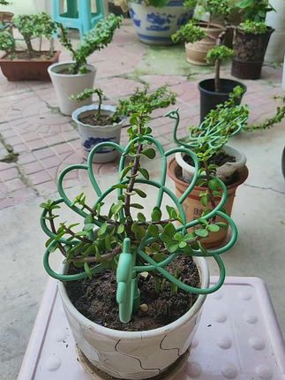 修剪金枝玉叶,享受慢时光的治愈感~🌿园艺的乐趣,让生活多一点绿意。#爱生活爱养花 #我的农村生活