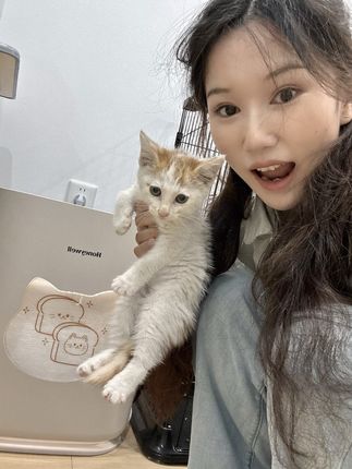 送猫去领养人家竟遇到路边小猫碰瓷! #领养代替购买 #霍尼韦尔猫用净化器 #霍尼韦尔金吐司 #流浪猫