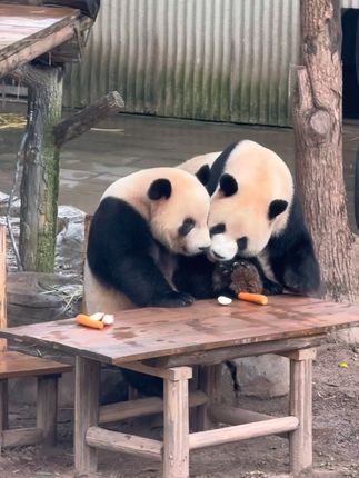 莽辰辰今天的战绩:两根胡萝卜🥕一块苹果🍎,星星真的是情绪太稳定了😂#大熊猫莽辰辰 #大熊猫莽星星#萌化了 #可爱到膨胀 #宠弟狂魔