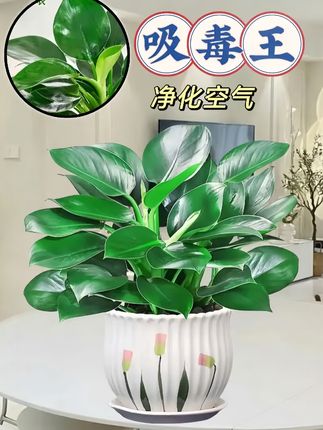 家人们,我不允许还有人不知道这款绿植界的宝藏——金钻绿公主!先看看这颜值,叶片又大又厚,油绿油绿的,自带光泽,就像打了光一样,摆在家里,高级感直线上升。不管是北欧风、简约风还是中式风的装修,它都能完美融入,毫不违和,瞬间提升整个空间的格调,随便一拍都能在朋友圈出圈!#净化空气 #室内绿植 #懒人绿植 #易养活绿植