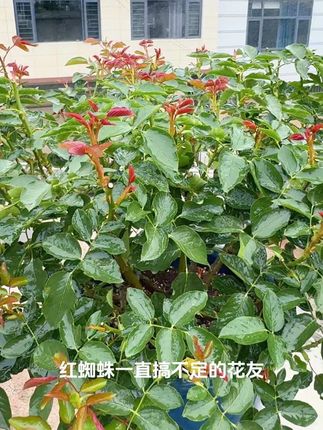 植物精油覆盖率渗透性更好,常年使用不产生抗性,是防治红蜘蛛的首选#月季 #红蜘蛛 #红蜘蛛防治 #养花小知识
