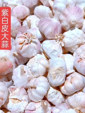 #优质农产品 #紫白皮大蒜#蒜#腊八蒜 #蒜头