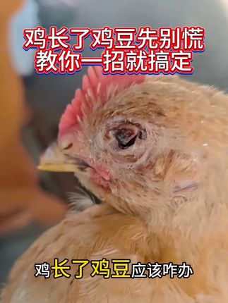 鸡痘 鸡痘#三农 #鸡痘防治 #鸡痘怎么办 #鸡病防治 #养鸡