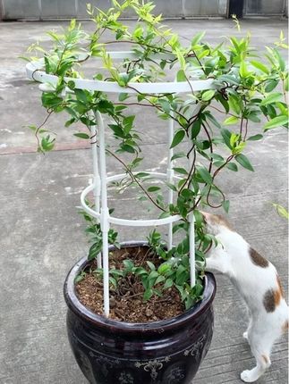 喜欢种#爬藤植物 的可以配个这种单双#伞形花架做造型,开满花会更漂亮。#爬藤花架#园艺 #花卉植物