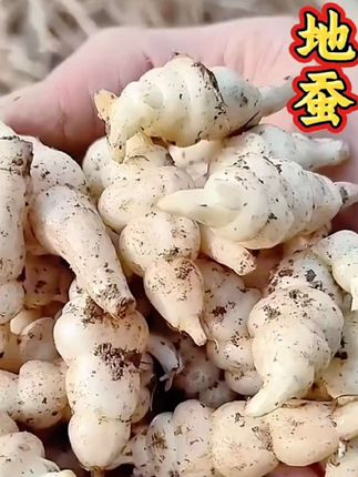 云南虫草参正品草石蚕地蚕土冬虫草白虫草生地黄泽兰根地参#虫草参 #地蚕
