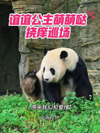 萌萌哒谊谊小公主,挠痒痒、巡场了#大熊猫 #大熊猫谊谊 #谊谊 #福娃凤仪一家#萌宠出道计划