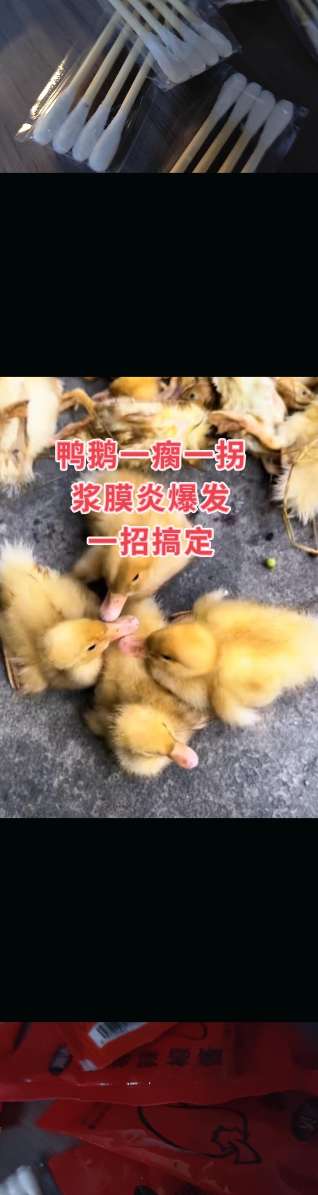 #养鸭#养鹅人 #养鹅技术分享 #养鹅专业户 #鹅苗
