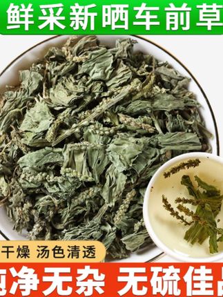 500g车前草野生新鲜干货正品泡茶泡水喝商用批发#好物推荐🔥