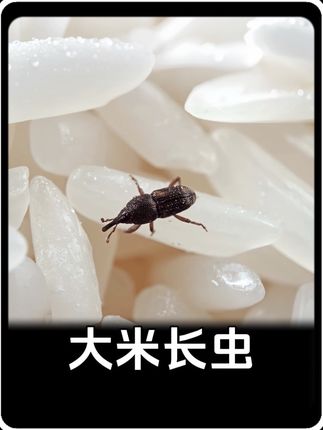 为什么大米放久了会长虫子#内容启发搜索 #科普 #涨知识了