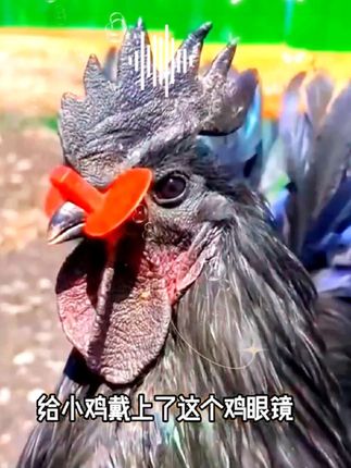 公鸡防啄眼镜#防啄鸡眼镜 #防止鸡打架给鸡戴眼镜
