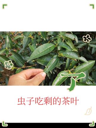 虫子吃剩的茶叶,有人喝吗?#茶 #凤凰单丛茶 #潮州工夫茶 #潮汕茶