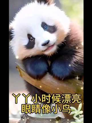 丫丫小时候好漂亮啊#被你萌化了 #熊猫丫丫#国宝不愧是国宝