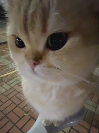 猜猜这种黢黑的jio是啥味 #萌宠出道计划 #奶凶奶凶的猫咪 #我镜头下的小猫