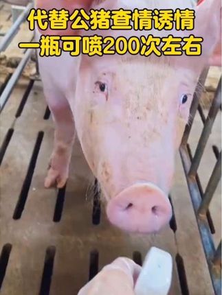 牧易顺公猪气味剂促情发情#公猪气味剂 #代替公猪查情 #母猪不发情 #母猪不静立怎么办 #养猪技术