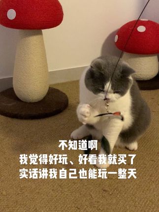小猫:烦死了!真不知道这事“逗猫棒”还是“逗人棒”🥳#萌宠 #逗猫神器 #这个猫头好上头
