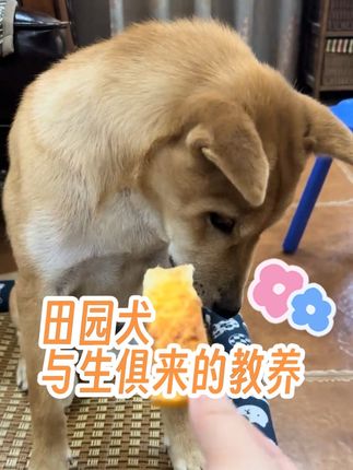 #田园犬 真的太有规矩了!