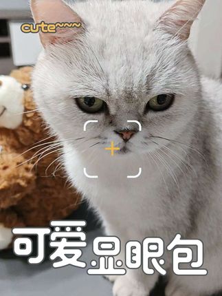 #科学养宠攻略 #新手养猫 #萌宠好物 #铲屎官日记