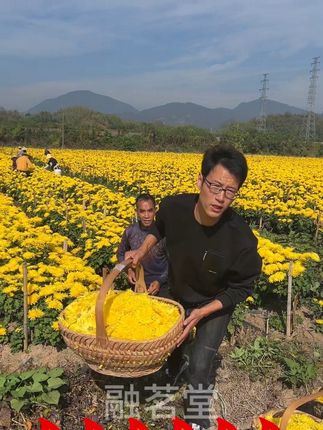 农村人就这么实在,都是自己种的,所以更实惠,一朵就能泡满满一大杯的#金丝皇菊,朵大饱满,馥郁清香,清香甘甜