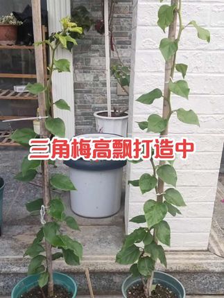 三角梅高飘打造中#家庭养花