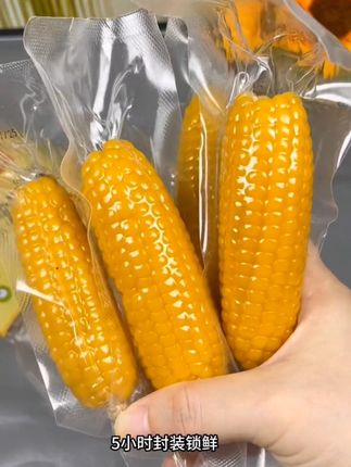 顺丰包邮 常熟特产黄金小玉米 糯玉米软糯香微甜老少都喜欢1斤起#黄金小玉米 #糯玉米 #软糯香甜 #应季新鲜水果 #果蔬推荐