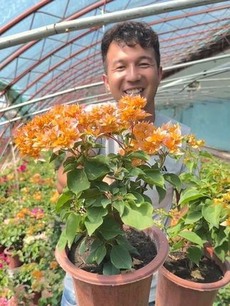 #三角梅#花卉行业