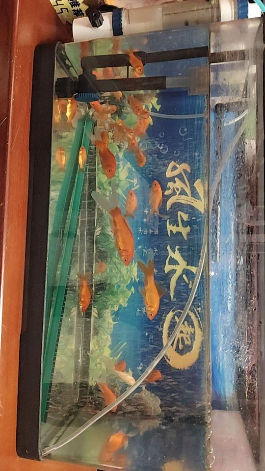 强烈推荐,配送包装:很好,我很喜欢, 宠物健康度:很好,我很喜欢#我在抖音买买买