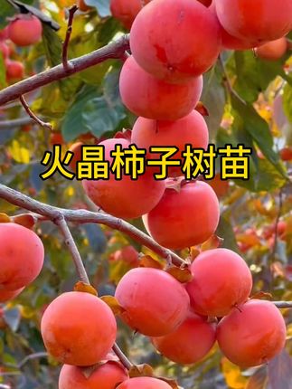 正宗陕西临潼火晶柿子树苗嫁接柿子芭水晶软柿子全国种植当年结果#水晶柿子树苗