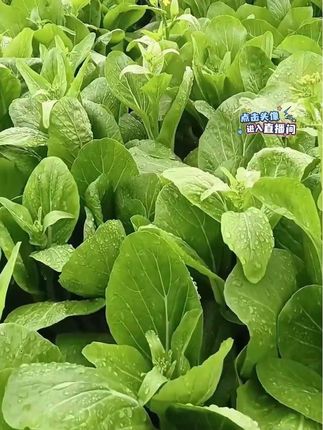 四季可种速生白菜台,适应性强,好种植,口感鲜嫩,清甜爽口!#白菜苔#蔬菜种子 #在家种菜 #日台小院均可种植