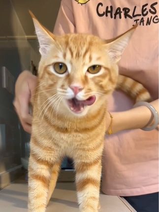 展示猪肝这一块 #橘猫 #萌宠 #养一只小猫的真实感受 #萌宠出道计划 #可爱到爆炸💥