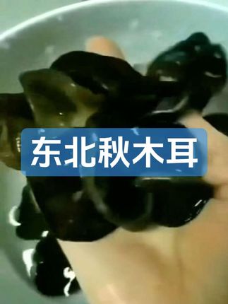 东北秋木耳,干净肉厚 #木耳 #秋木耳 #东北秋木耳
