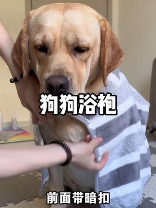 可以节省吹毛时间的宠物浴袍,还有哪个狗宝没安排上#萌宠好物 #宠物用品 #狗狗洗澡 #养狗经验分享 #宠物浴巾