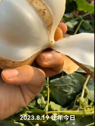 #凉薯又叫地下水果#优质农产品 #口感特别好 #一份耕耘一份收获 #三农