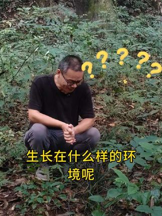 野生麦冬生长在什么样的环境?