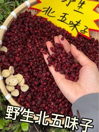 野生北五味子