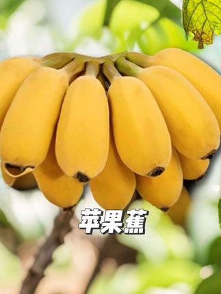 #香蕉 #应季水果 ,这个可不是普通的香蕉,#苹果蕉 ,每一个都是这样的品质,吃起来软糯香甜,细腻无渣,真的太好吃了!如果你也喜欢吃一定要尝一尝。 #优质水果 #种草激励计划 @抖音小助手