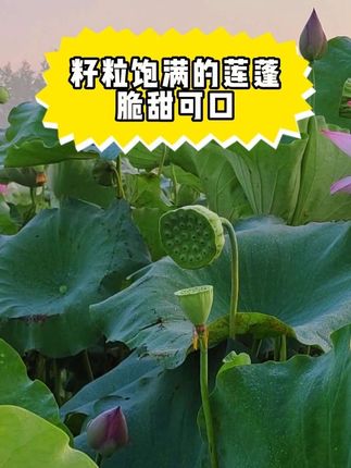 一起来看看籽粒饱满的莲蓬 #莲蓬 #莲蓬莲子 #莲子 #家乡特产 #荷花